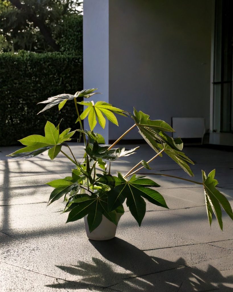 plantas de exterior con sombra