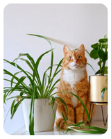 plantas petfriendly menu