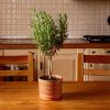 romero planta en cocina