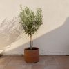 romero planta terraza