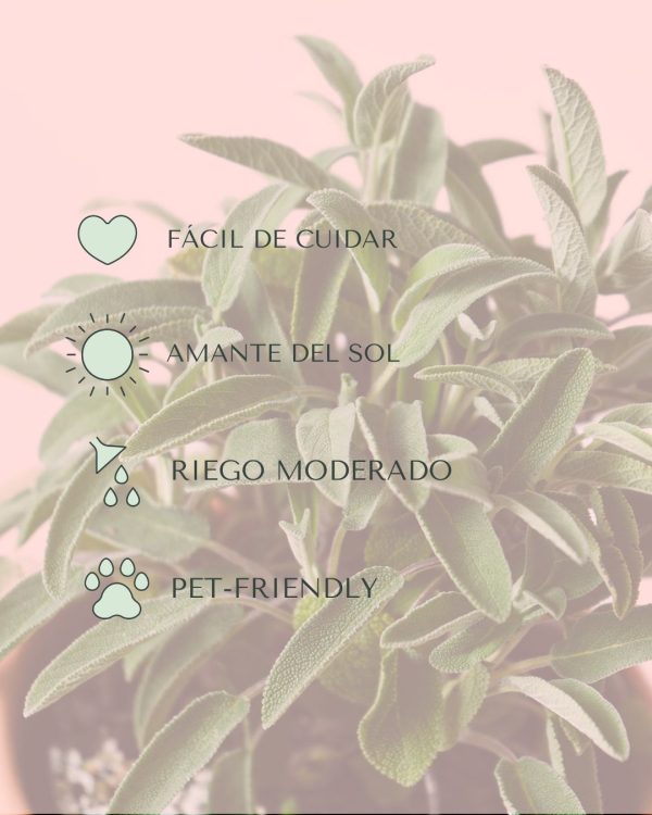 salvia cuidados