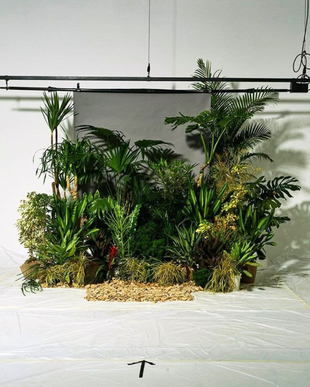 shooting fotografia con plantas