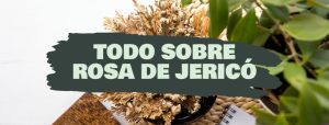 todo sobre la rosa de jerico