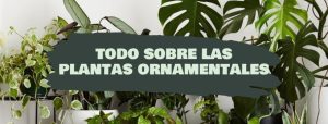 todo sobre las plantas ornamentales