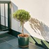 tomillo contexto balcon