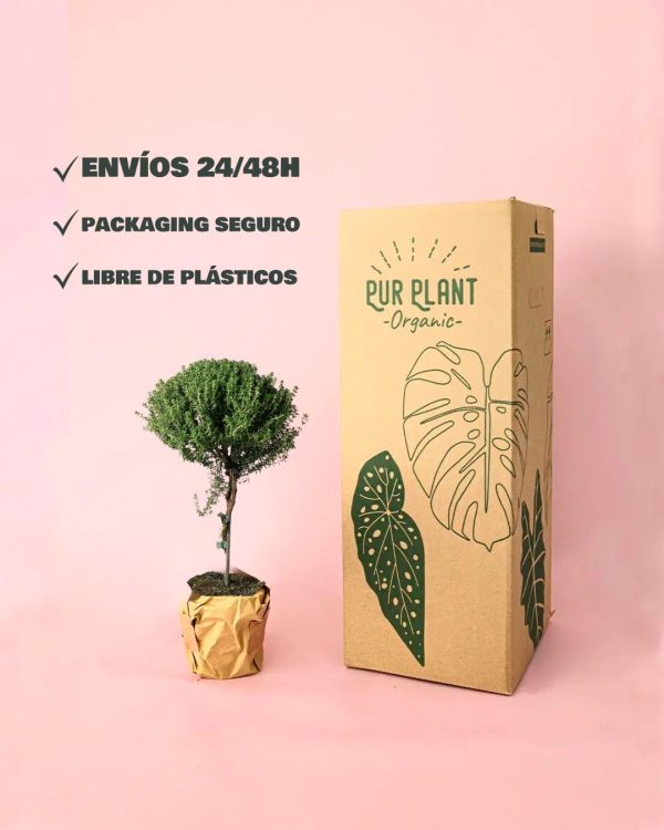 tomillo packaging