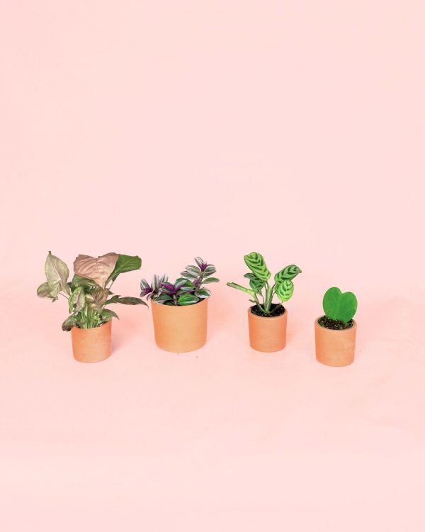 mini plantas faciles de cuidar maceta