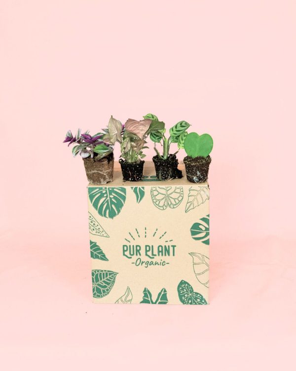 mini plantas faciles cuidar packaging