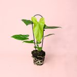 Anthurium Balaoanum