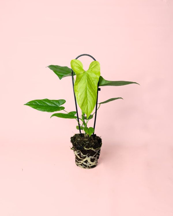 Anthurium Balaoanum