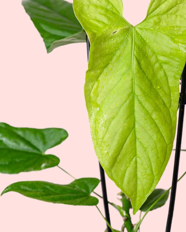 Anthurium Balaoanum hoja