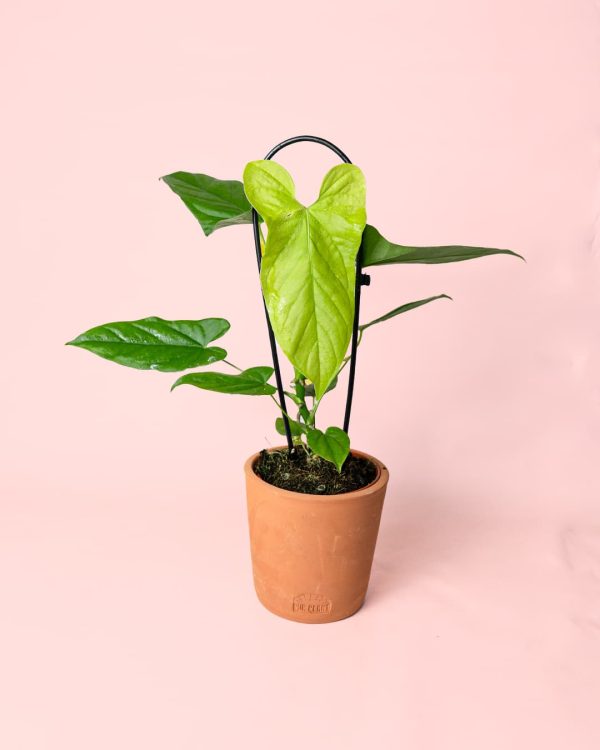 Anthurium Balaoanum maceta