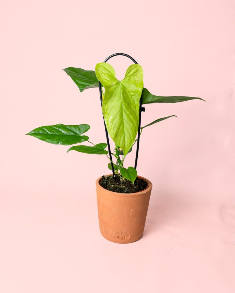 Anthurium Balaoanum maceta