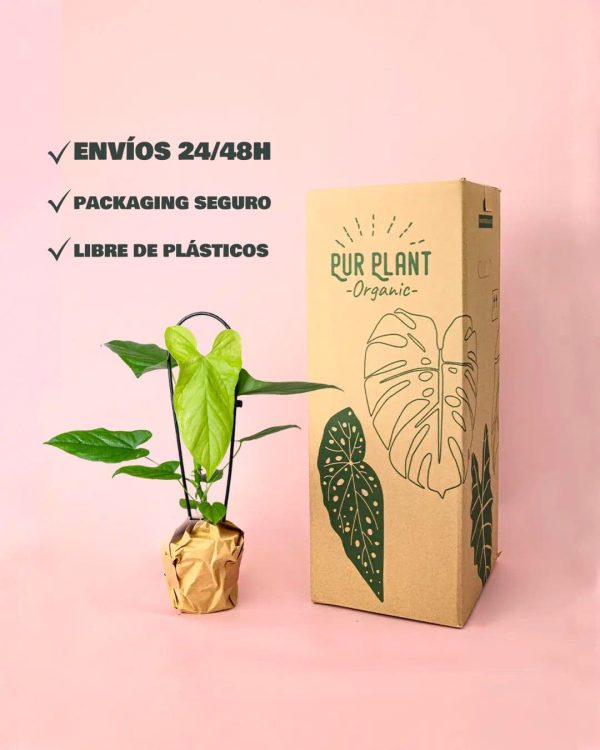 Anthurium Balaoanum packaging