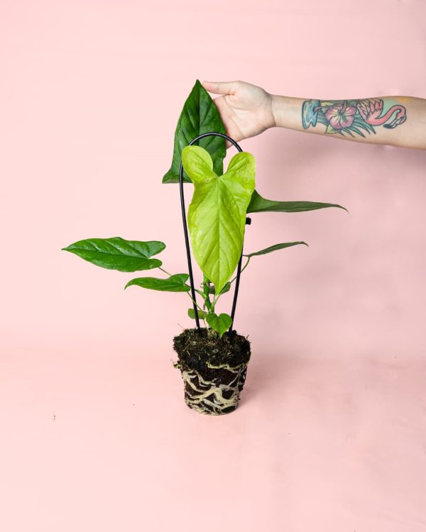Anthurium Balaoanum planta