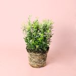 Euonymus japonicus 'Microphyllus Albovariegatus