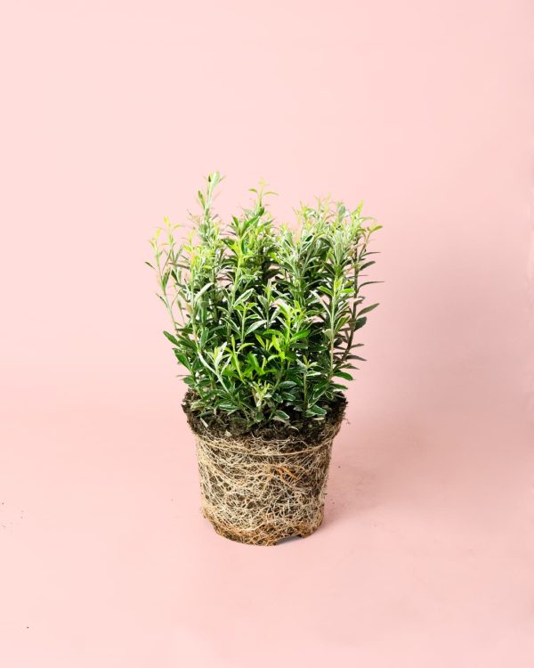 Euonymus japonicus 'Microphyllus Albovariegatus