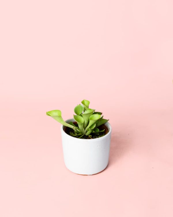 Mini Carnivora Heliamphora maceta