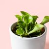 Mini Carnivora Heliamphora trampas