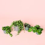 Pack Mini Plantas Colgantes