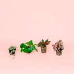 Pack Mini Plantas Pet Friendly 1