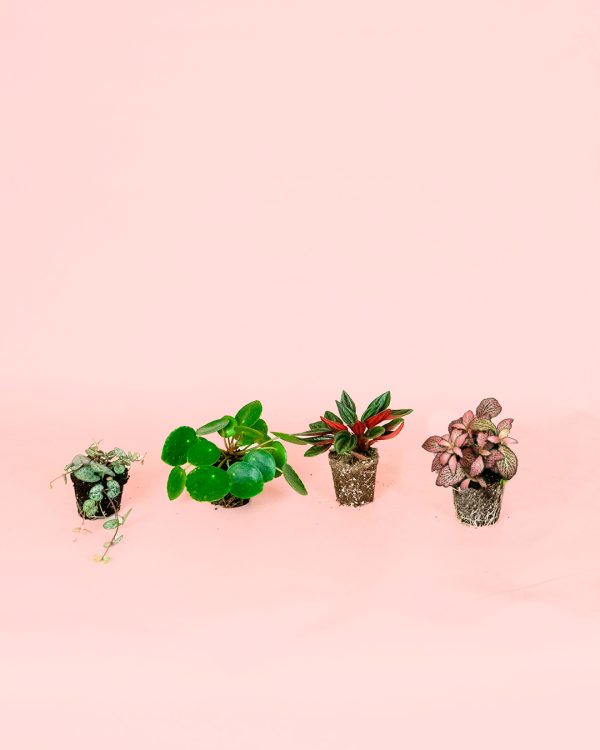 Pack Mini Plantas Pet Friendly 1