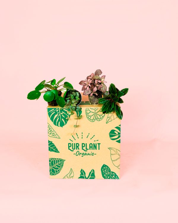 Pack Mini Plantas Pet Friendly box