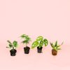 Pack Mini Plantas Poca Luz