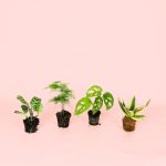 Pack Mini Plantas Poca Luz