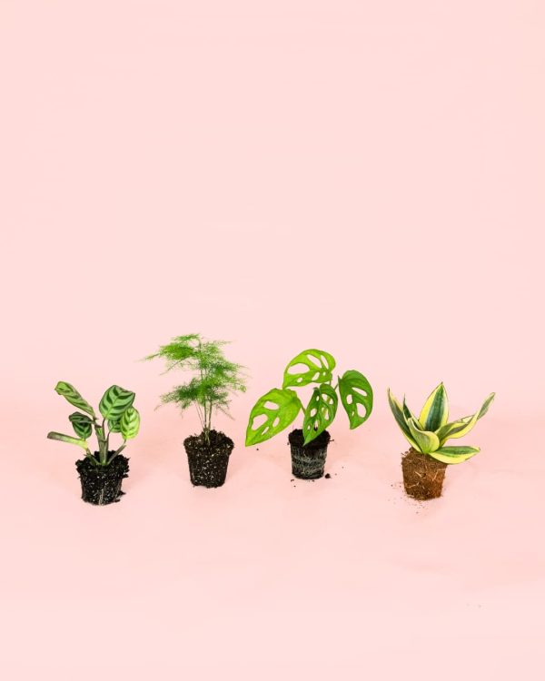 Pack Mini Plantas Poca Luz