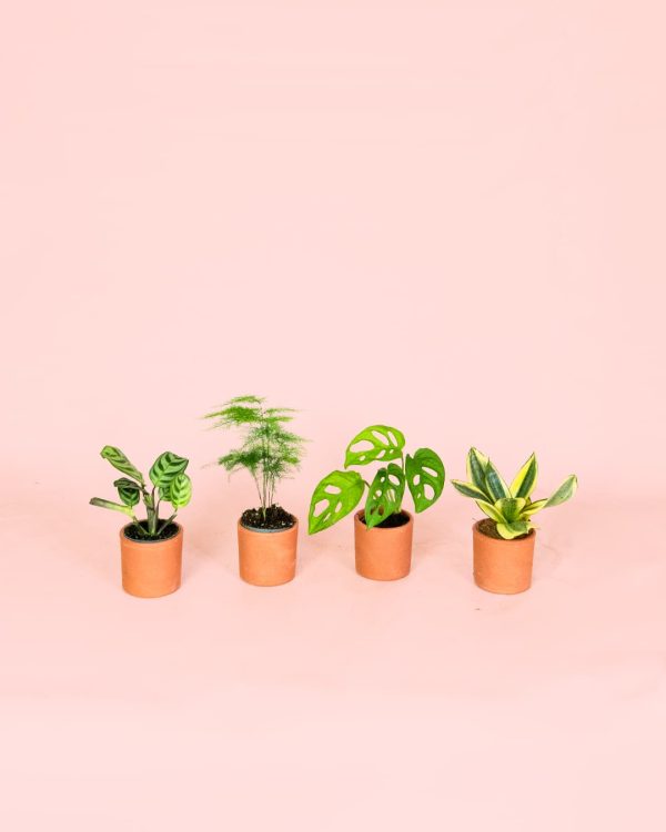 Pack Mini Plantas Poca Luz macetas