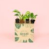 Pack Mini Plantas Poca Luz packaging