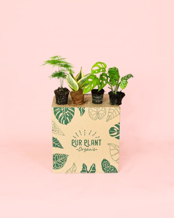 Pack Mini Plantas Poca Luz packaging