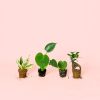 Pack Mini Plantas Resistentes