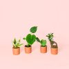Pack Mini Plantas Resistentes macetas