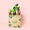 Pack Mini Plantas Resistentes packaging