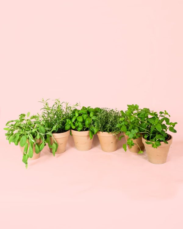 Pack Mix Plantas Aromáticas Cocina