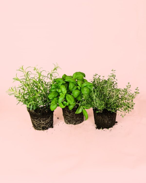Pack Mix Plantas Aromáticas