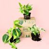 Pack Plantas Medianas Colgantes packaging
