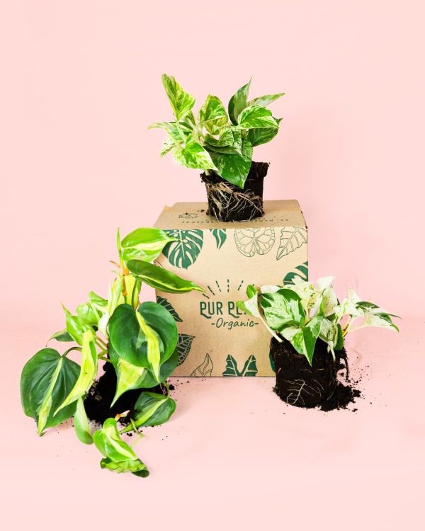 Pack Plantas Medianas Colgantes packaging