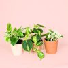 Pack Plantas Medianas Colgantes macetas