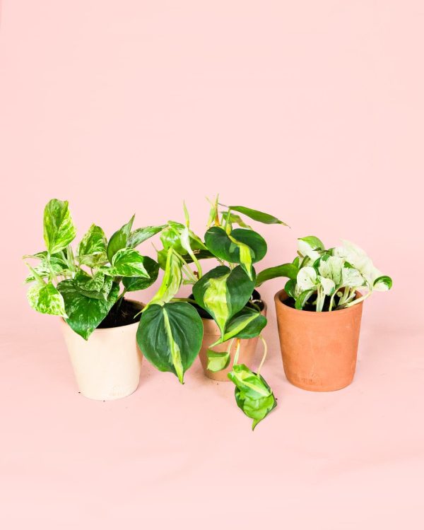 Pack Plantas Medianas Colgantes macetas