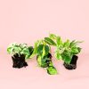 Pack Plantas Medianas Colgantes
