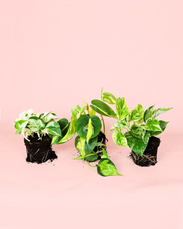 Pack Plantas Medianas Colgantes