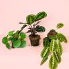 Pack Plantas Medianas Pet Friendly