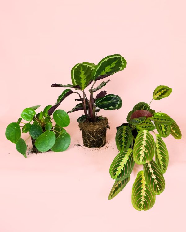 Pack Plantas Medianas Pet Friendly