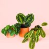 Pack Plantas Medianas Pet Friendly maceta