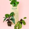 Pack Plantas Medianas Pet Friendly packaging