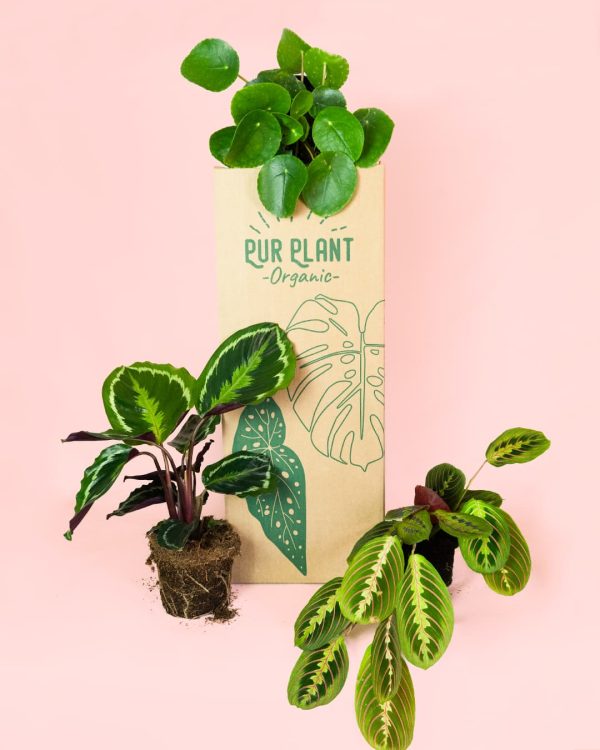 Pack Plantas Medianas Pet Friendly packaging