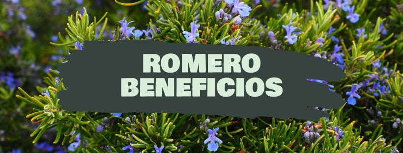 Propiedades y beneficios del romero